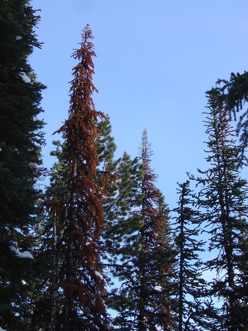 red trees